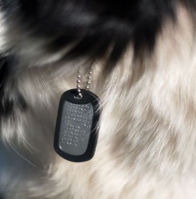 pet tag for dogs