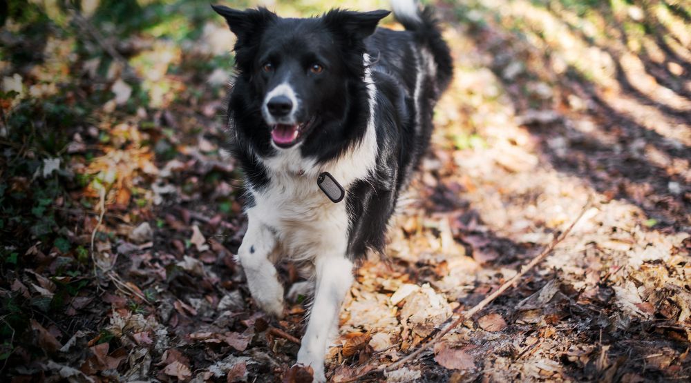 Dog tags for dogs